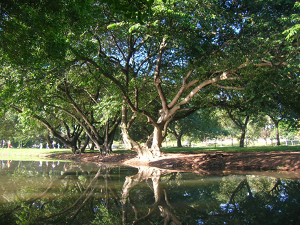 verde1.jpg
